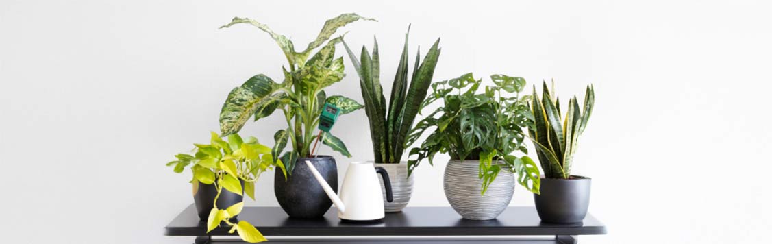 Indoor Plants