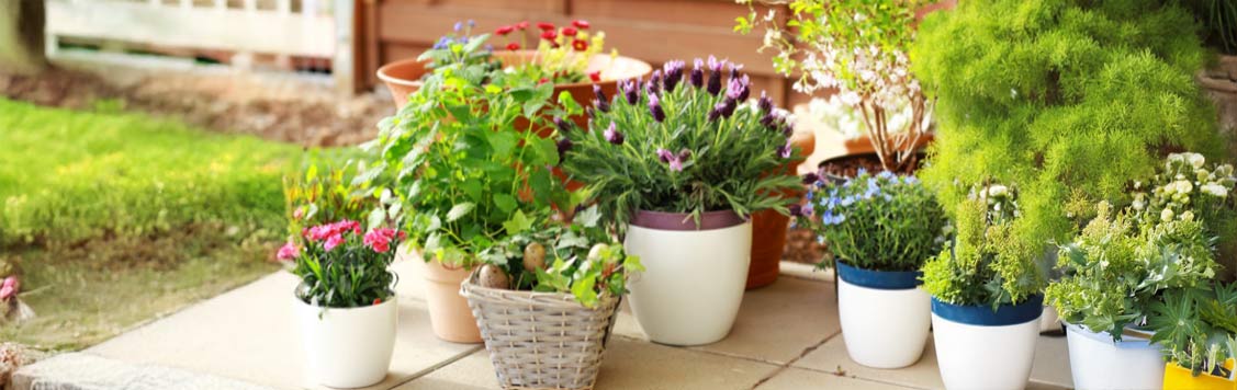 Plant Pots & Containers