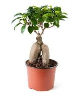 Ficus Bonsai 35cm Height