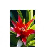 Bromelia