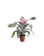 Aechmea Fasciata Primera Indoor