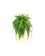 Boston Fern - Nephrolepis Exaltata Green Lady