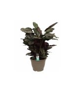 Calathea Mix - Orbifolia