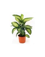 Dieffenbachia Maroba
