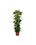Money Plant - Epipremnum Aureum w/ Moss Stick
