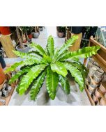 Asplenium nidus