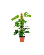 Monstera Deliciosa