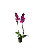Phalaenopsis Orchid - Purple