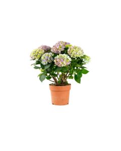 Hydrangea Mix Colours
