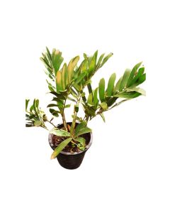 Zamia furfuracea "cardboard palm"