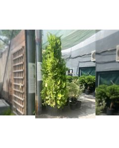 Thuya - Cupressaceae