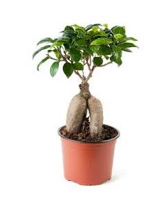 Ficus Bonsai 35cm Height