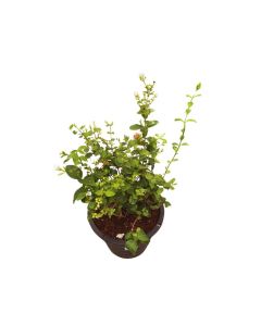 Jasminum polyanthum "White Jasmine"