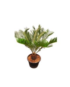 Cycas Revoluta Outdoor Small