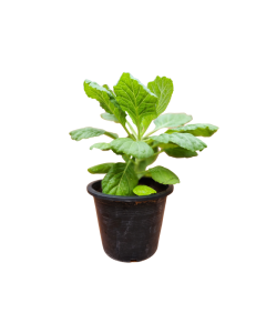 Brassica Oleracea Mix
