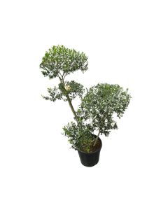 Olive Tree Multi Head