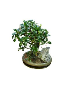 Bonsai Mix