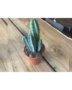 Cactus Cereus