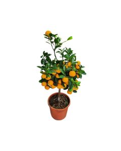Citrus Mandarin