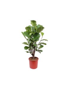 Ficus Lyrata Branched