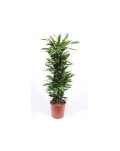 Dracaena Fragrans Golden Coast