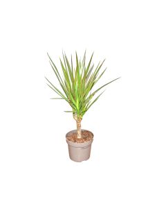 Dracaena Marginata Small Indoor Plant