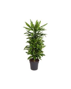 Dracaena Fragrans Golden Coast