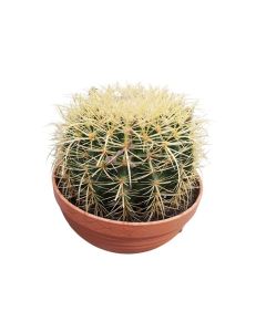 Echinocactus Grusonii "Golden Barrel"