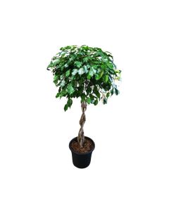 Ficus Benjamina "Weeping Fig"