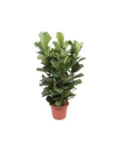 Ficus lyrata