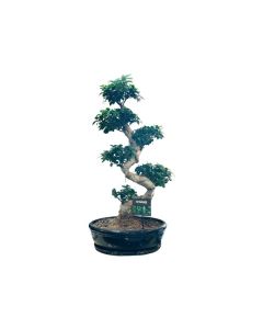 Ficus Microcarpa 'ginseng'