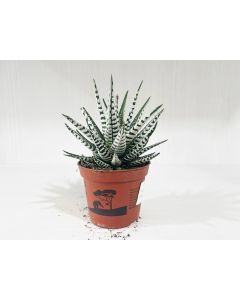 Haworthia Mix - Indoor Plant