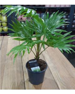 Livistonia Rotundifolia Single