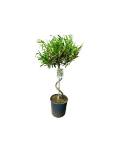 Olea Europaea - Indoor