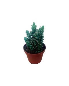 Opuntia Microdays Cactus - P12 H10-15cm
