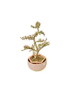 Portulacaria Afra Bonsai - Medium