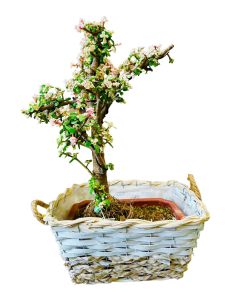 Portulacaria Afra Bonsai - Small