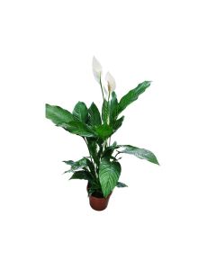 Spathiphyllum "Peace Lily"