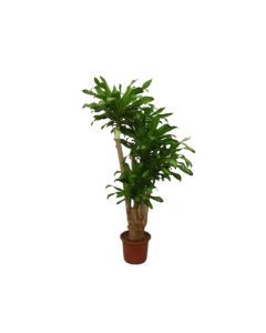 Dracaena Fragrans Massangeana