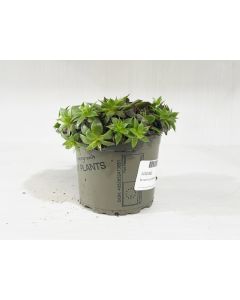 Sempervivum Mix