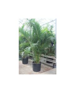 Chrysalidocarpus - Areca Palm 300cm