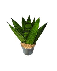 Sansevieria Frifasciata Zeylanica 20cm