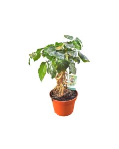 Radermachera Sinica - China Doll Plant