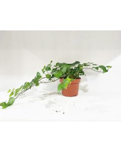 Hedera Helix 20cm