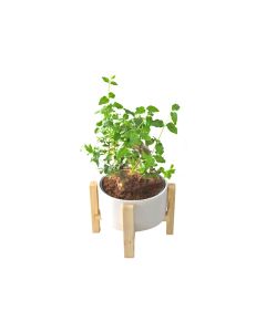Bonsai with Wooden Cross Plant Stand