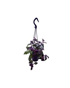 Hanging Gynura "Purple Passion"