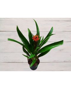 Guzmania Mix