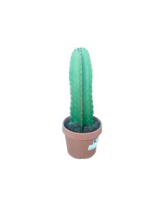 Euphorbia Ingens - Cactus H40-45cm
