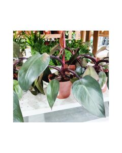 Philodendron Pink Princes 10% Pink