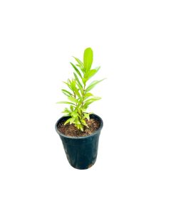Syzygium Aromaticum "Clove" Plant